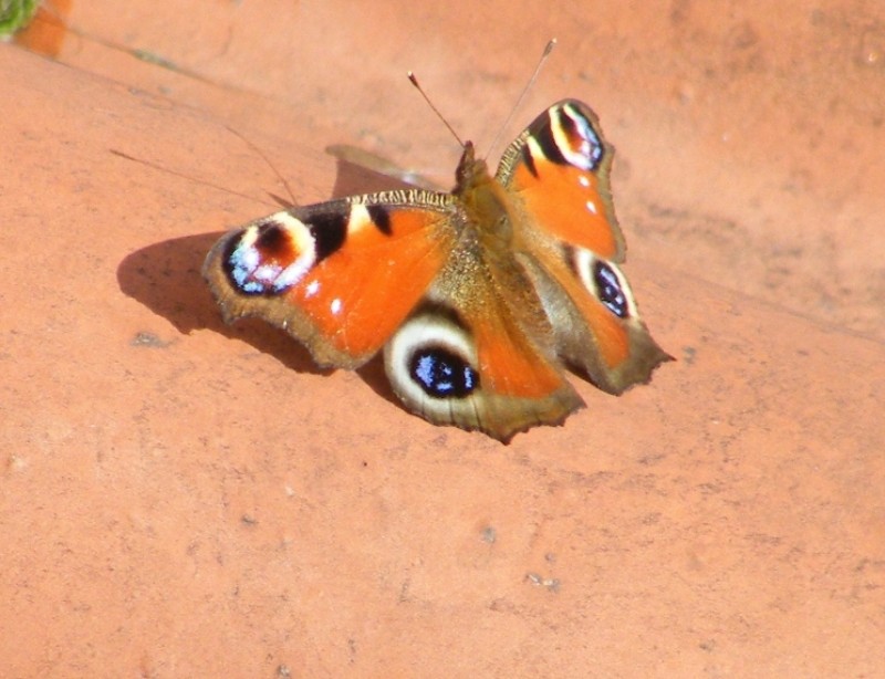 Identificazione:  Aglais io